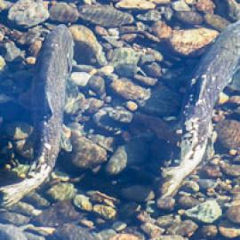 The Great Salmon Tour: An Introduction